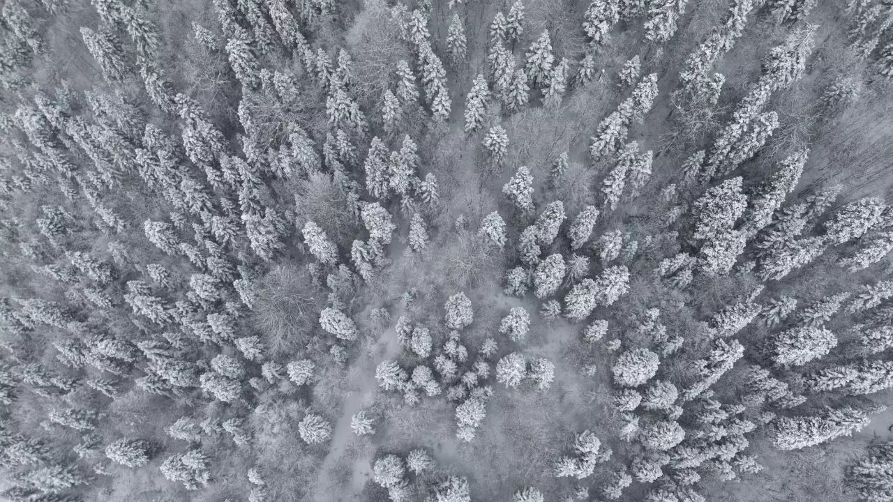 Dronla havadan izleyin: Sinop’un karla kaplı ormanları nefes kesti! 4