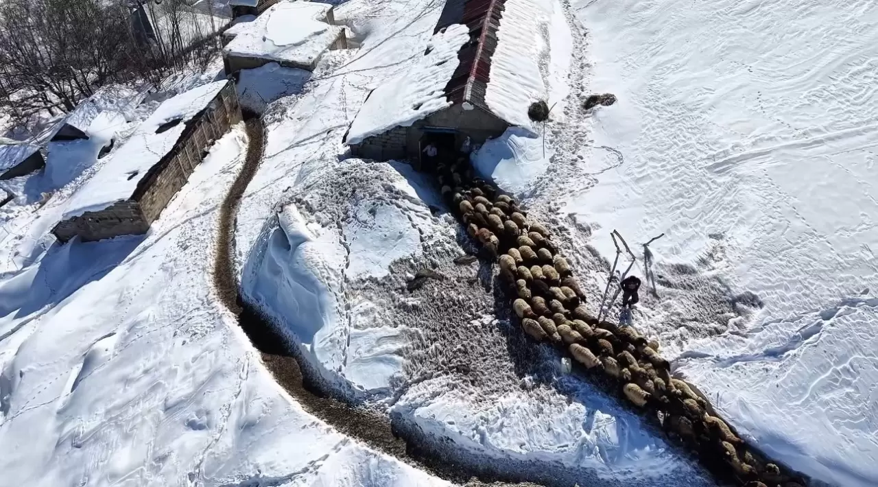 Yüksekova'da besicilerin kış mücadelesi devam ediyor 1