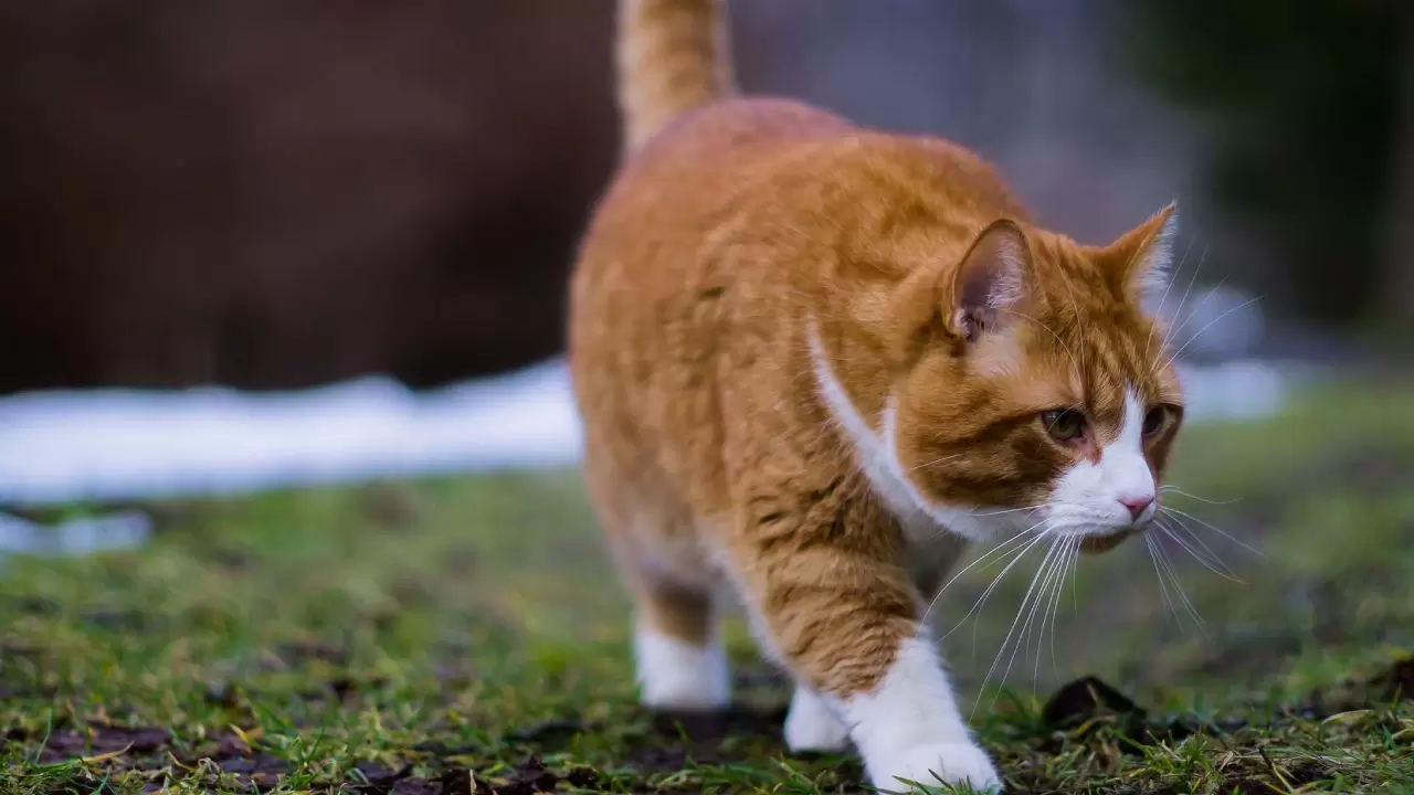 En az sahiplenilen kediler arasında yer alıyordu; Meğer IQ seviyesi en yüksek türmüş 9
