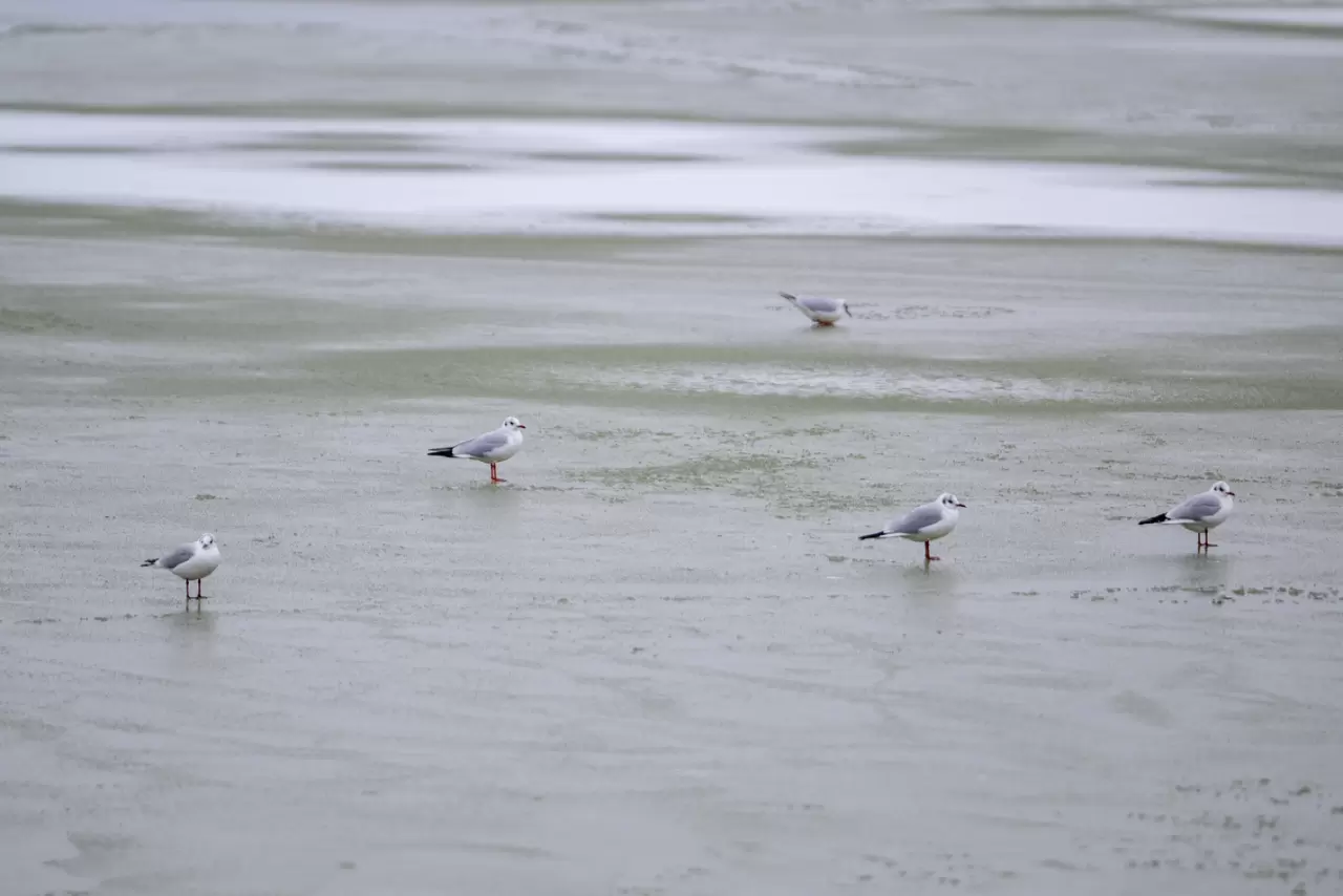 Ankara’da Mogan Gölü dondu 33