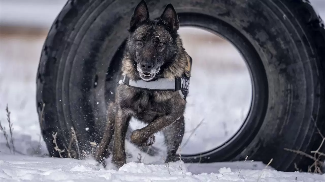 Erzurum'da polis köpekleri için yüksek irtifa eğitim üssü kuruldu 6