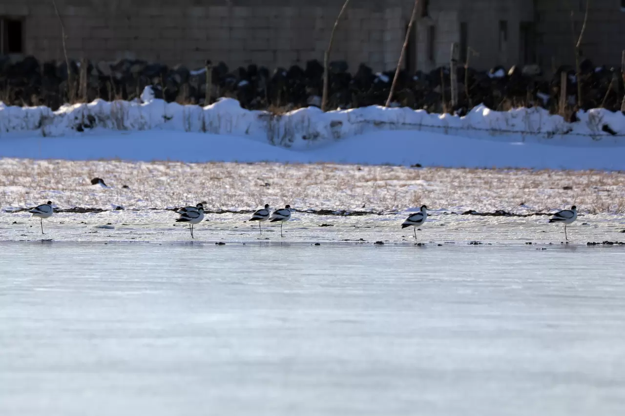 Doğada nadir görülen 3 kuş türü Ağrı Dağı'nda kayıt altına alındı 3