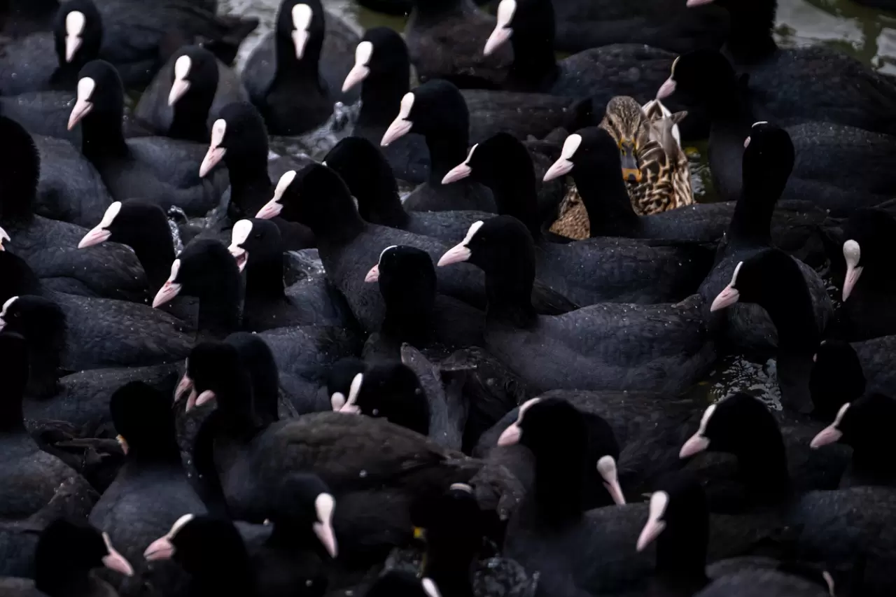 Ankara’da Mogan Gölü dondu 34