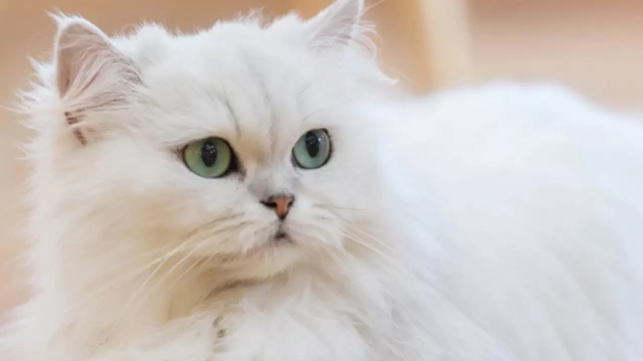 En az sahiplenilen kediler arasında yer alıyordu; Meğer IQ seviyesi en yüksek türmüş 14