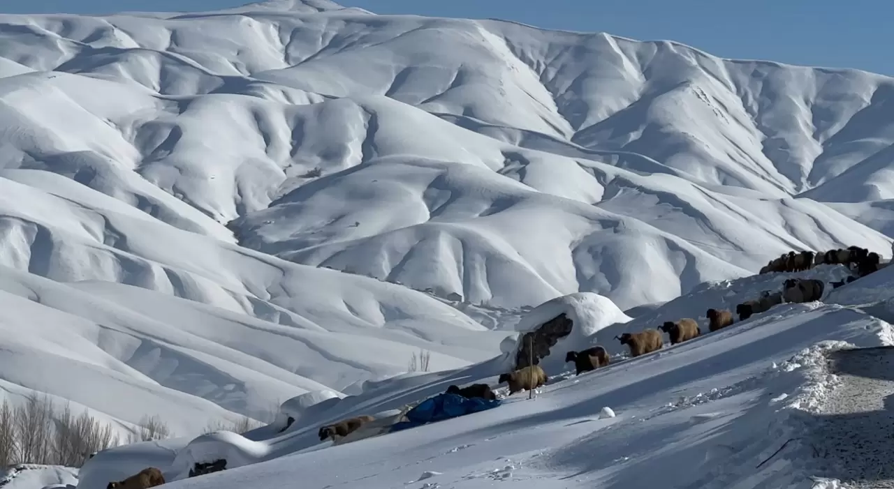Yüksekova'da besicilerin kış mücadelesi devam ediyor 3