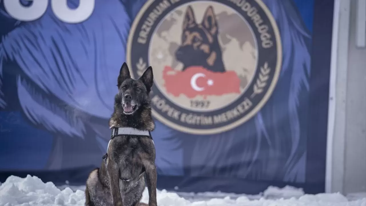 Erzurum'da polis köpekleri için yüksek irtifa eğitim üssü kuruldu 14