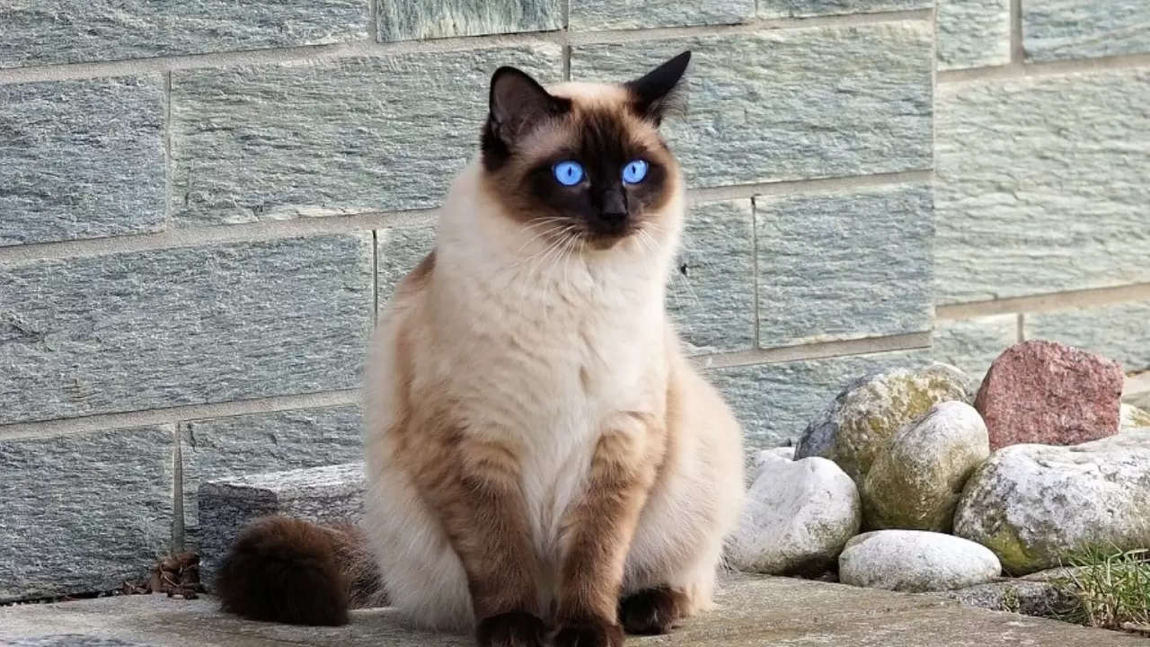 En az sahiplenilen kediler arasında yer alıyordu; Meğer IQ seviyesi en yüksek türmüş 7