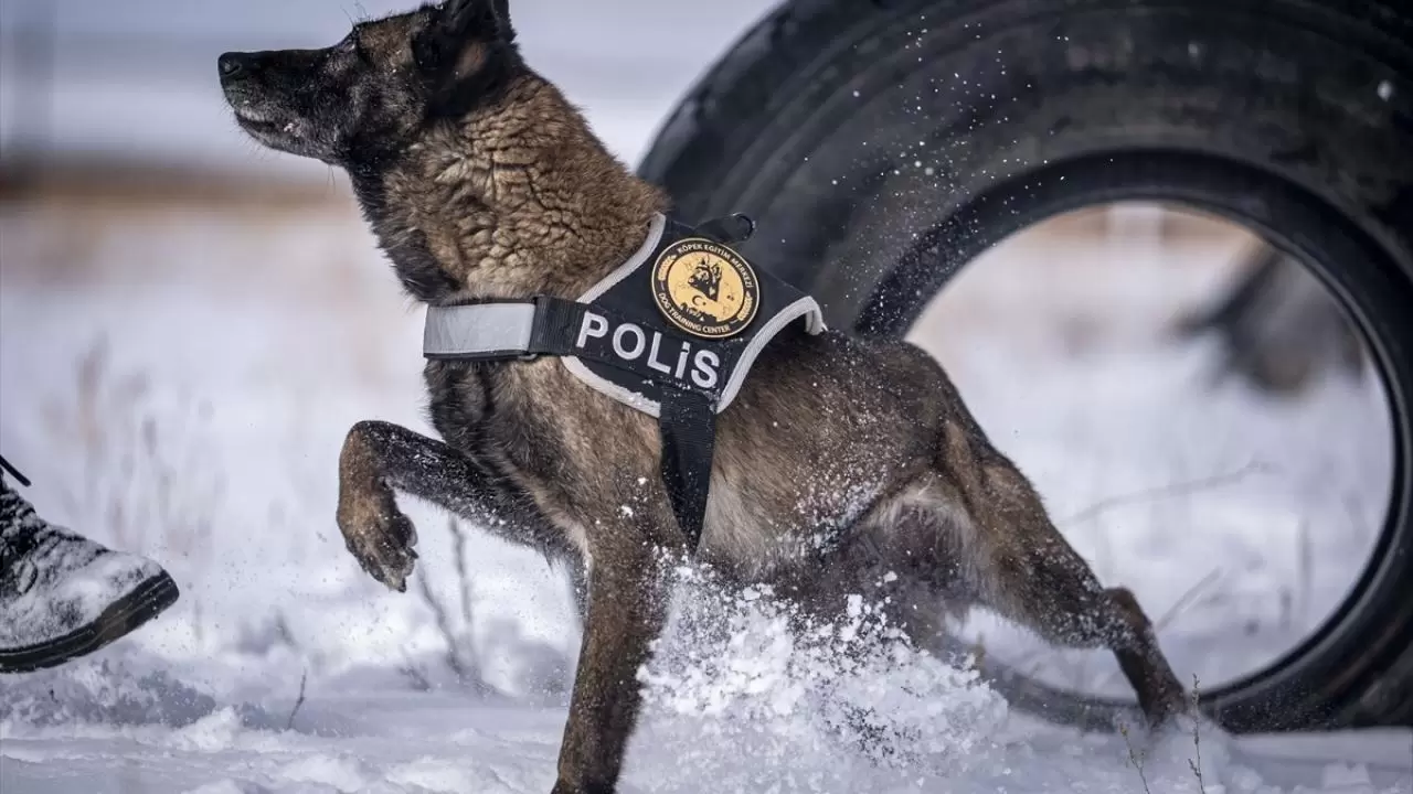 Erzurum'da polis köpekleri için yüksek irtifa eğitim üssü kuruldu 1