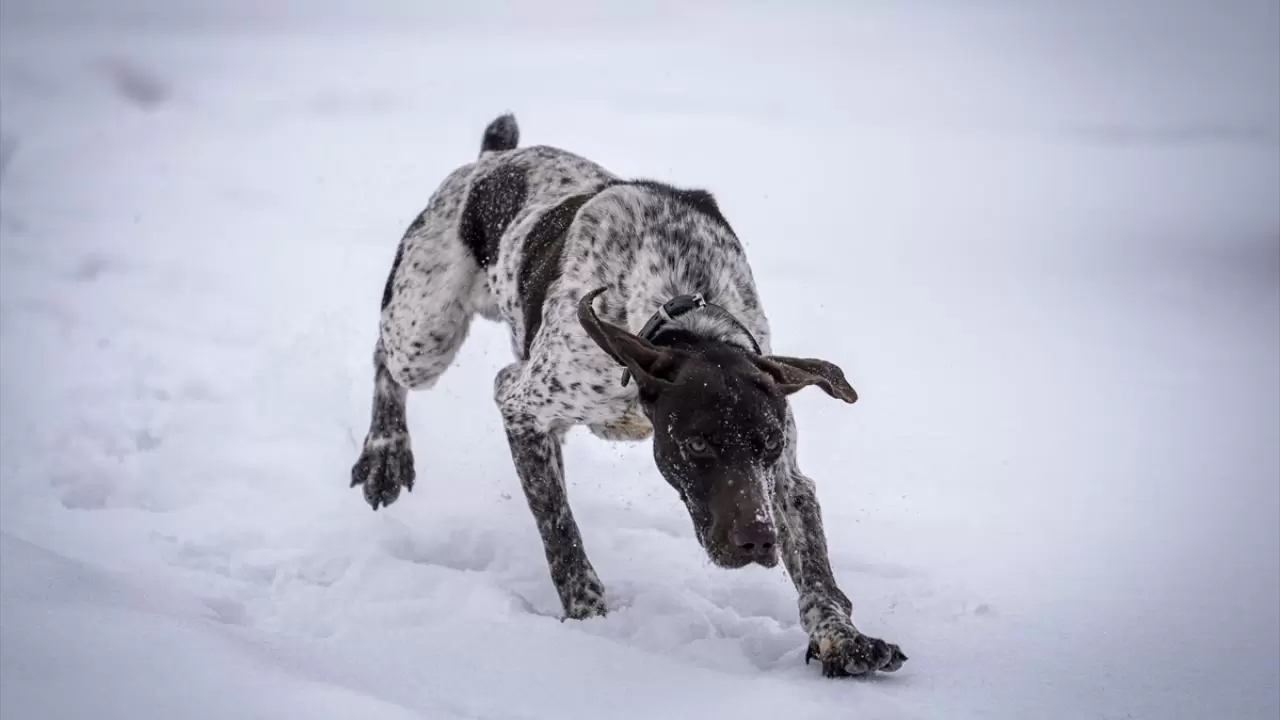 Erzurum'da polis köpekleri için yüksek irtifa eğitim üssü kuruldu 8