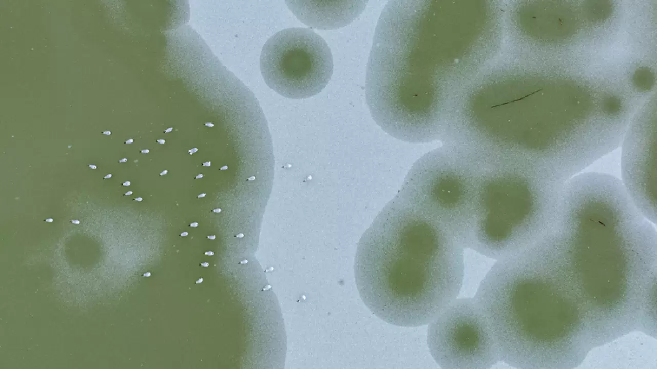 Ankara’da Mogan Gölü dondu 16