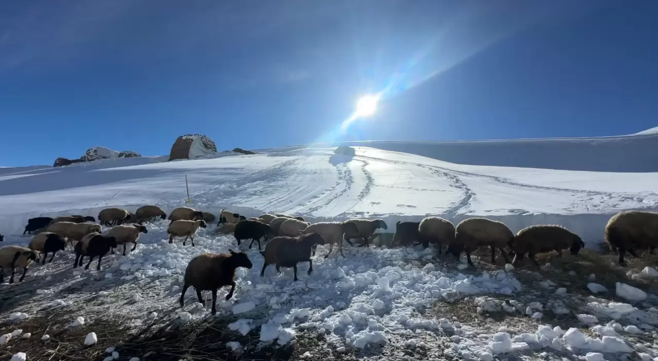 Yüksekova'da besicilerin kış mücadelesi devam ediyor 4