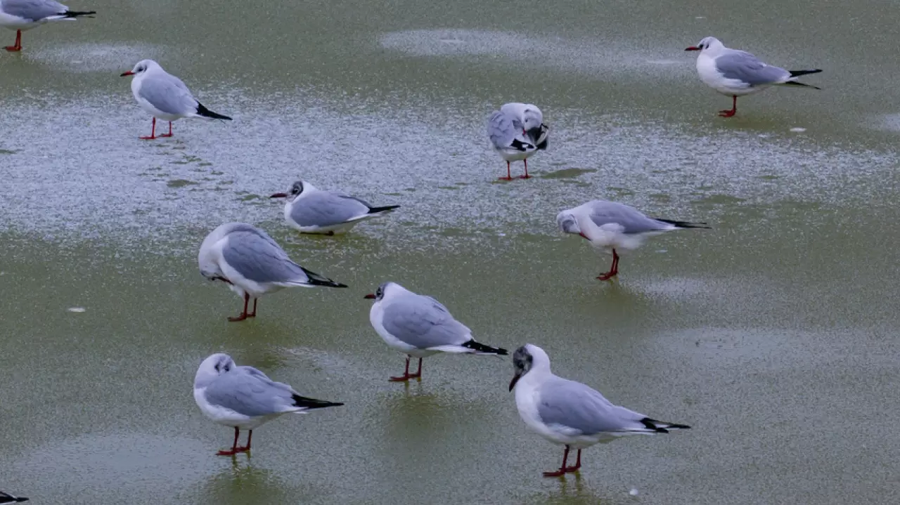 Ankara’da Mogan Gölü dondu 11