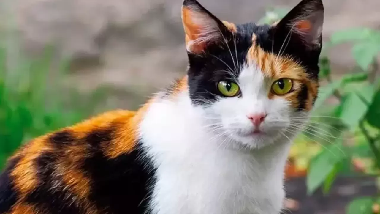 En az sahiplenilen kediler arasında yer alıyordu; Meğer IQ seviyesi en yüksek türmüş 6