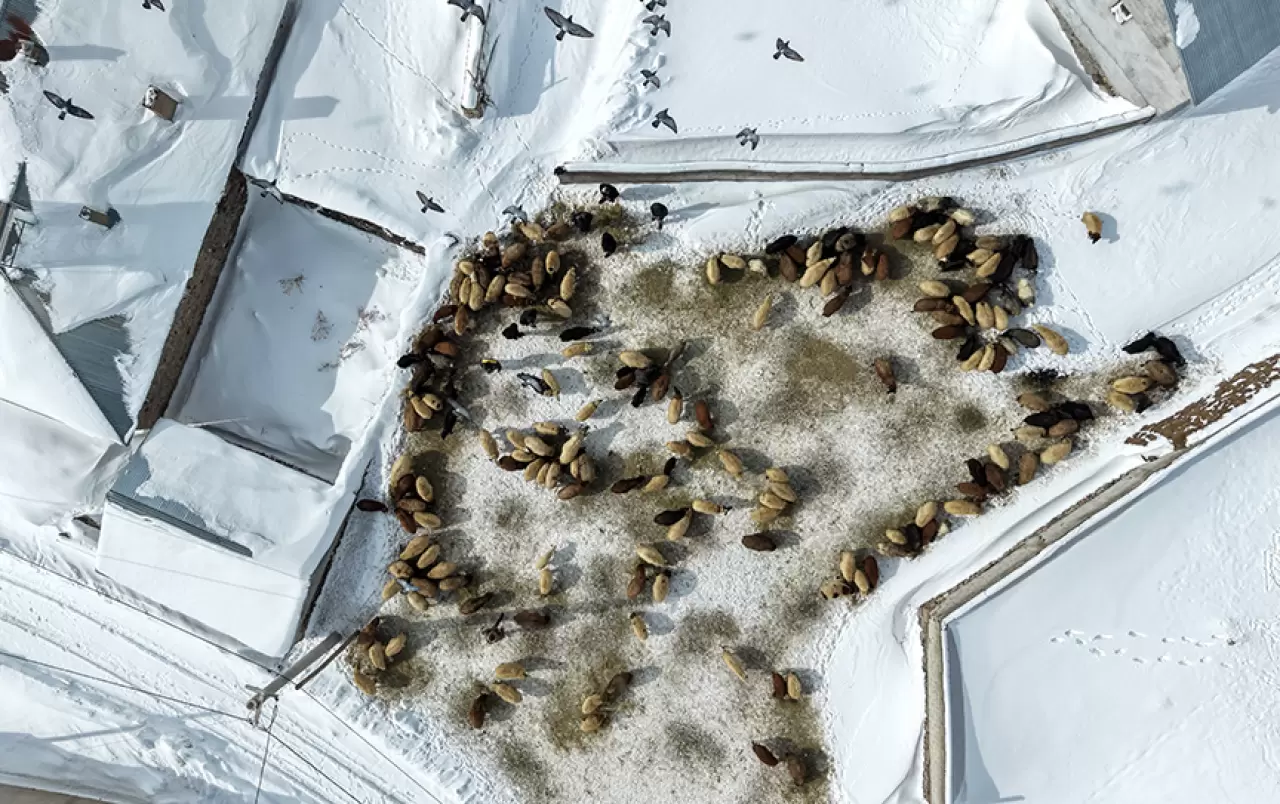 Süphan Dağı eteğinde kar hayatı zorluyor: Köylüler kara karşı mücadele ediyor 1