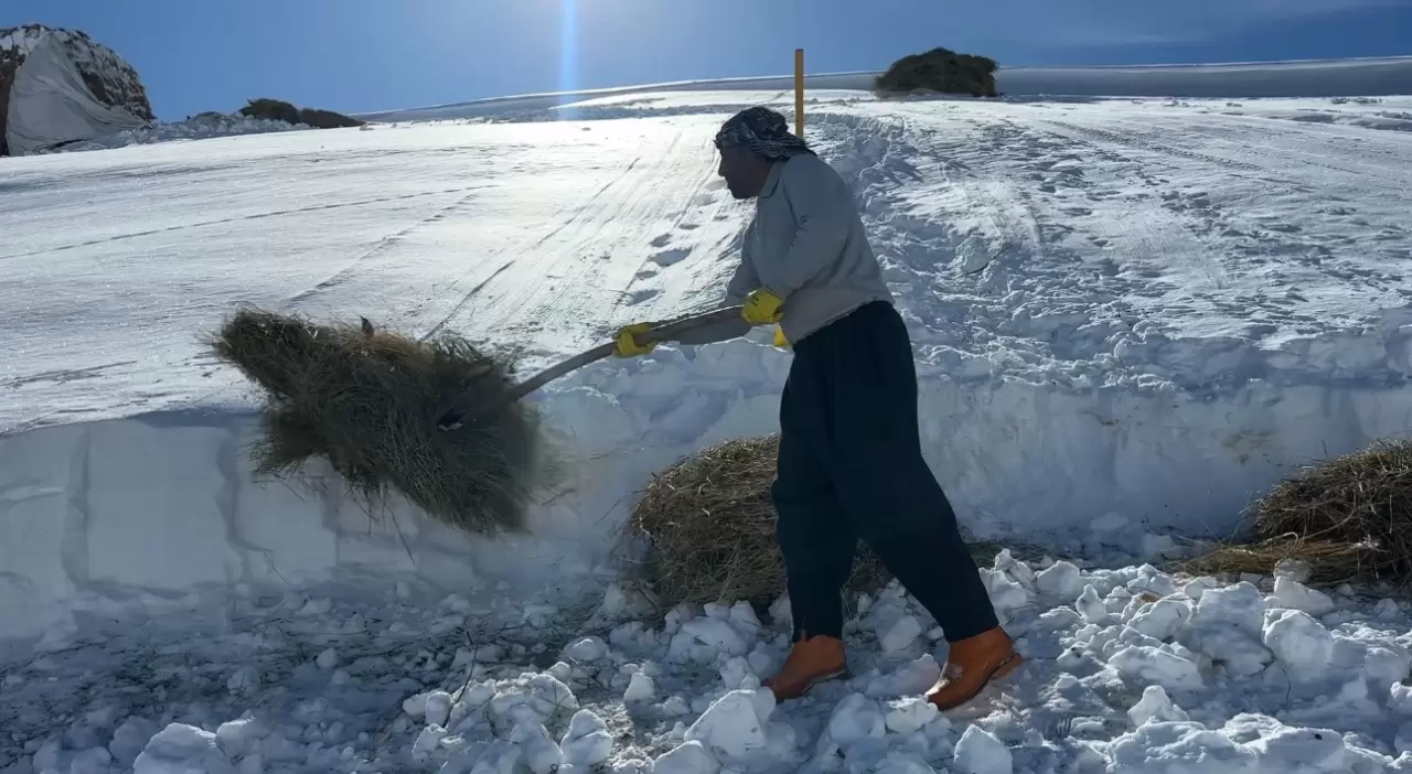 Yüksekova'da besicilerin kış mücadelesi devam ediyor 7