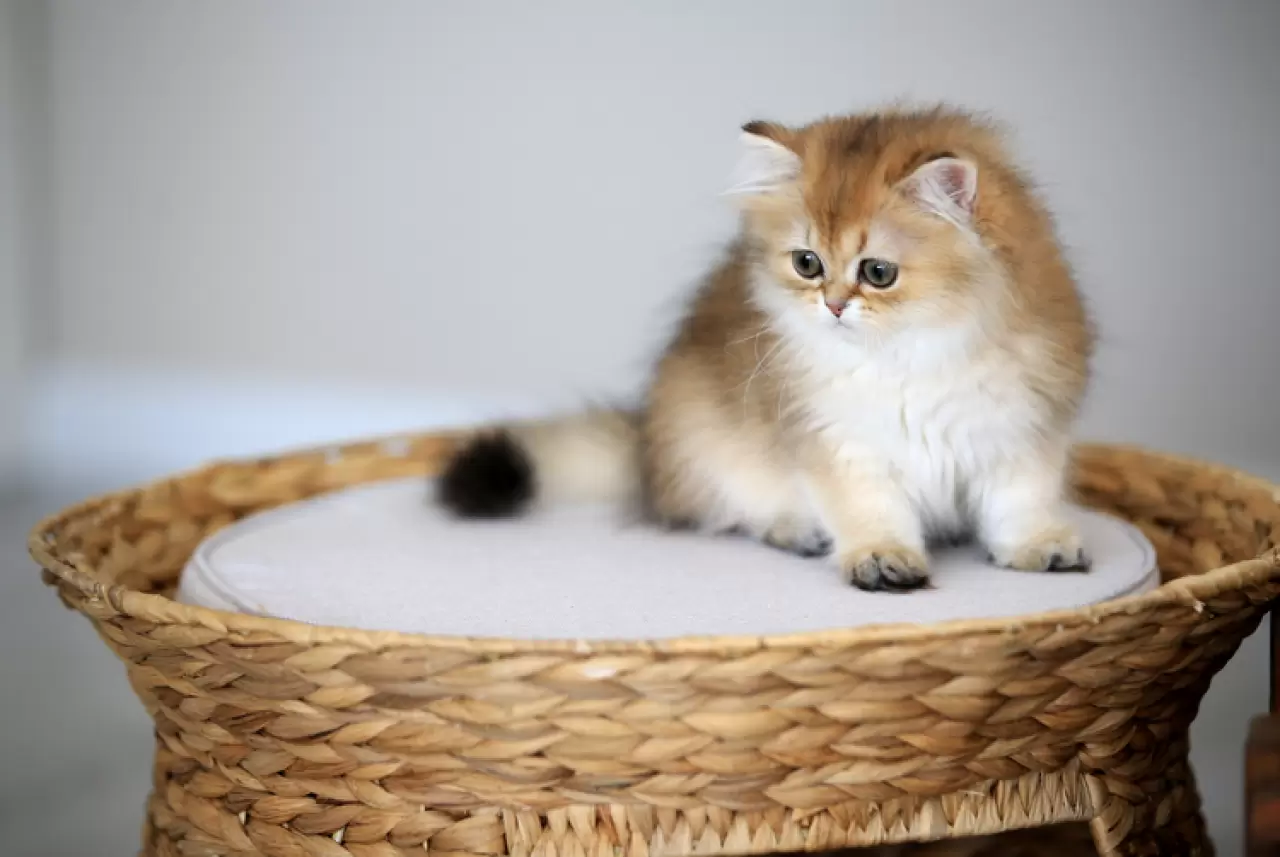 En az sahiplenilen kediler arasında yer alıyordu; Meğer IQ seviyesi en yüksek türmüş 2