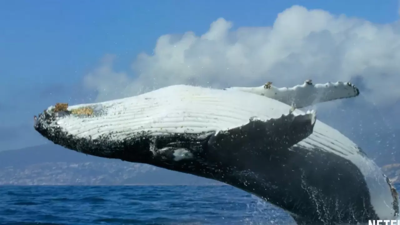 Netflix’te mutlaka izlenmesi gereken 30 dizi * Dizi tutkunlarının bile izlemediği yapımlar var! 32