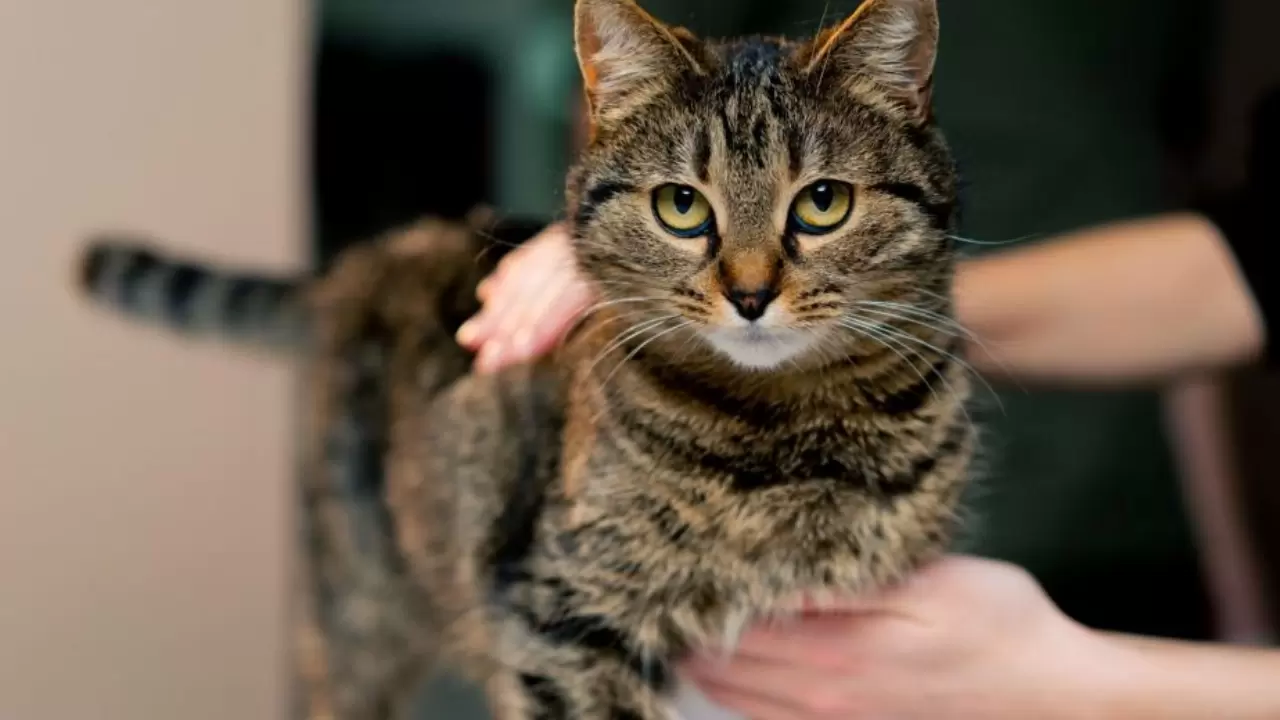 En az sahiplenilen kediler arasında yer alıyordu; Meğer IQ seviyesi en yüksek türmüş 5