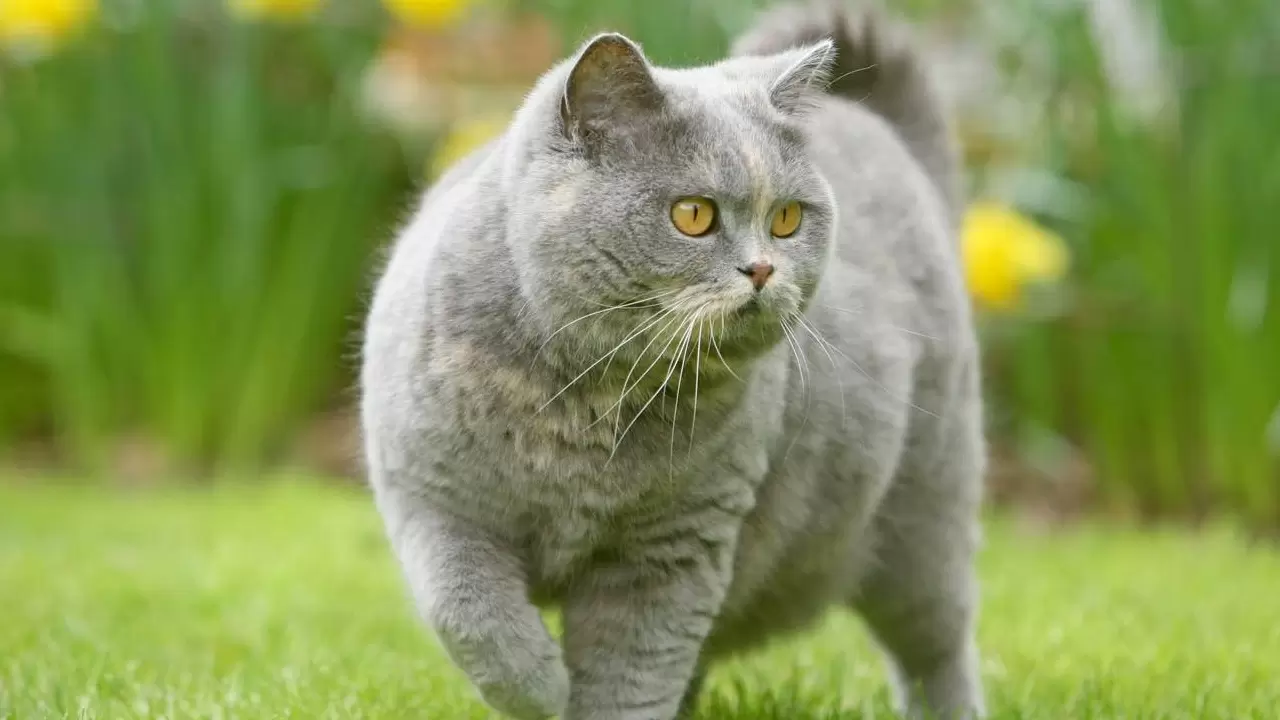 En az sahiplenilen kediler arasında yer alıyordu; Meğer IQ seviyesi en yüksek türmüş 11