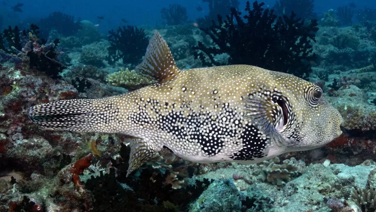 Mercan resifleri sıcaklıklar nedeniyle beyazlaşıyor! 19