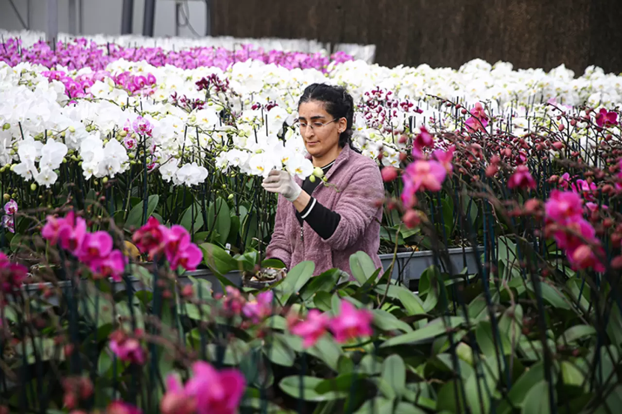 Çukurova'da Sevgililer Günü mesaisi! Seralarda yoğunluk zirve yaptı 7