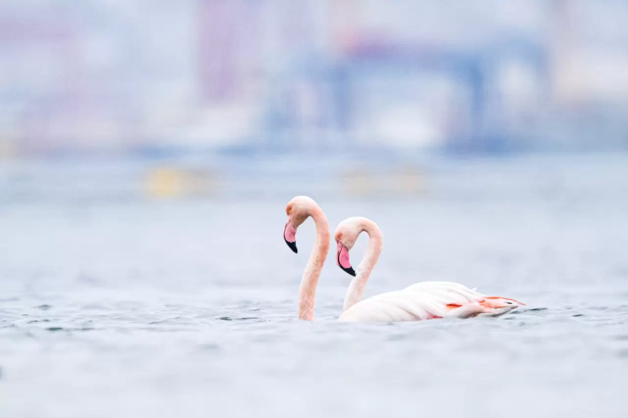 Kocaeli Körfezi'nde renkli anlar! Flamingolar görüntülendi 2