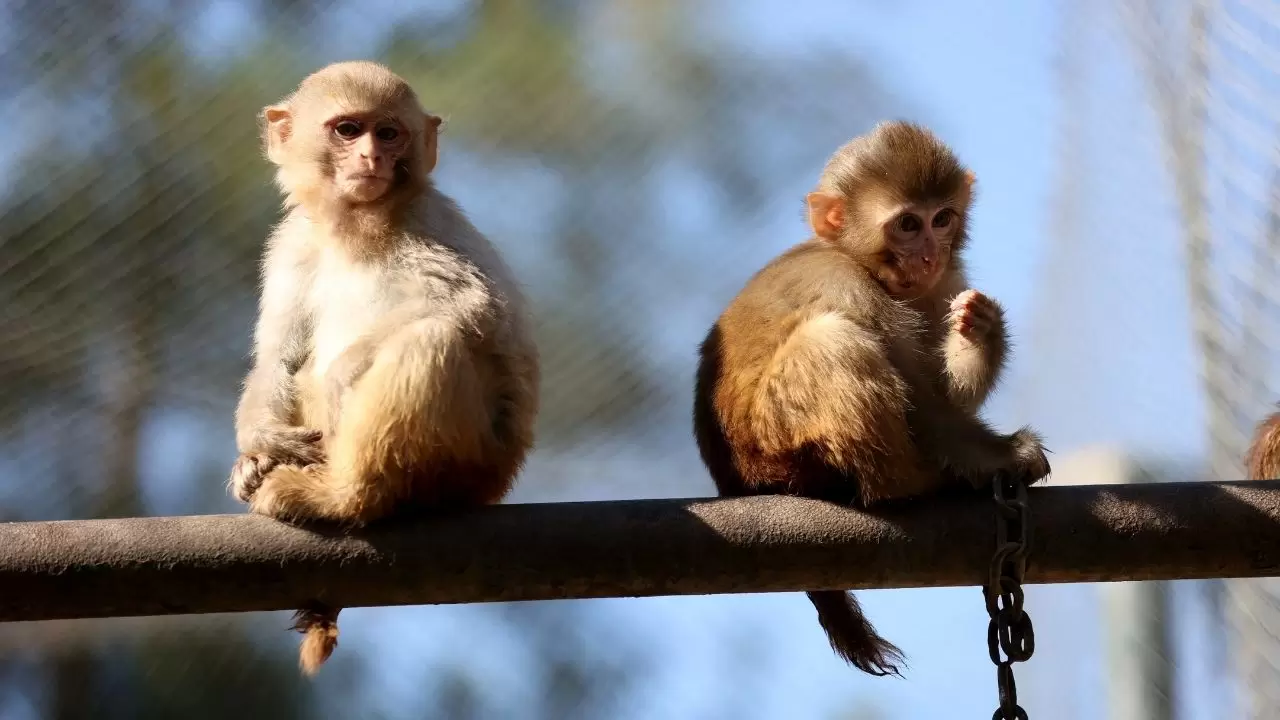 Yavru maymun "Portakal" koruma altında 8