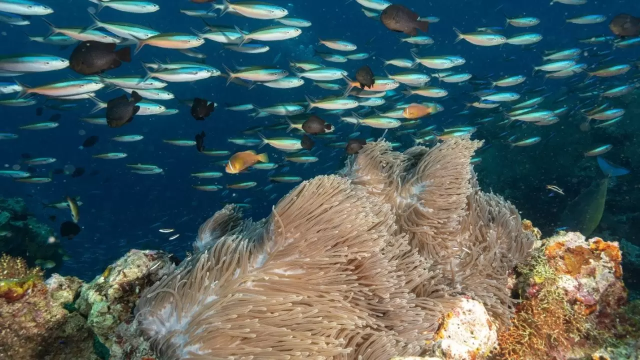 Mercan resifleri sıcaklıklar nedeniyle beyazlaşıyor! 18