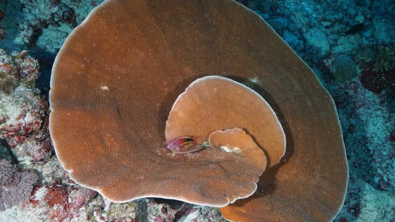 Mercan resifleri sıcaklıklar nedeniyle beyazlaşıyor! 8