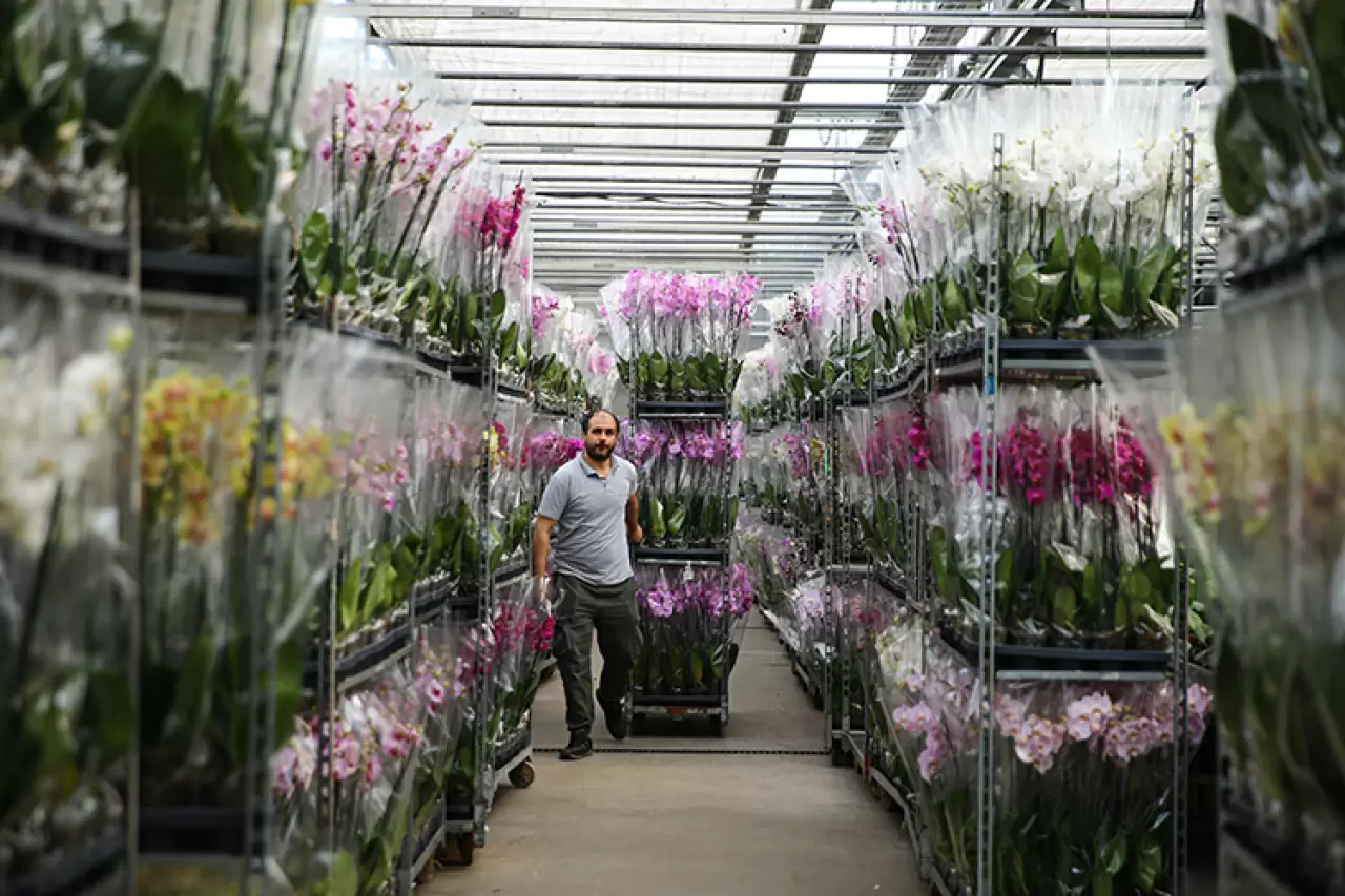 Çukurova'da Sevgililer Günü mesaisi! Seralarda yoğunluk zirve yaptı 3