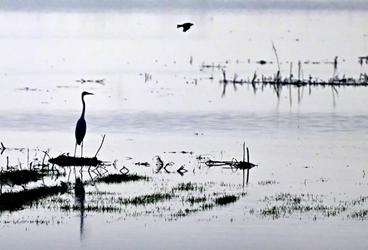 Yıllar sonra yeniden hayat buldu! Sağlık Ovası kuşların yuvası oldu 3