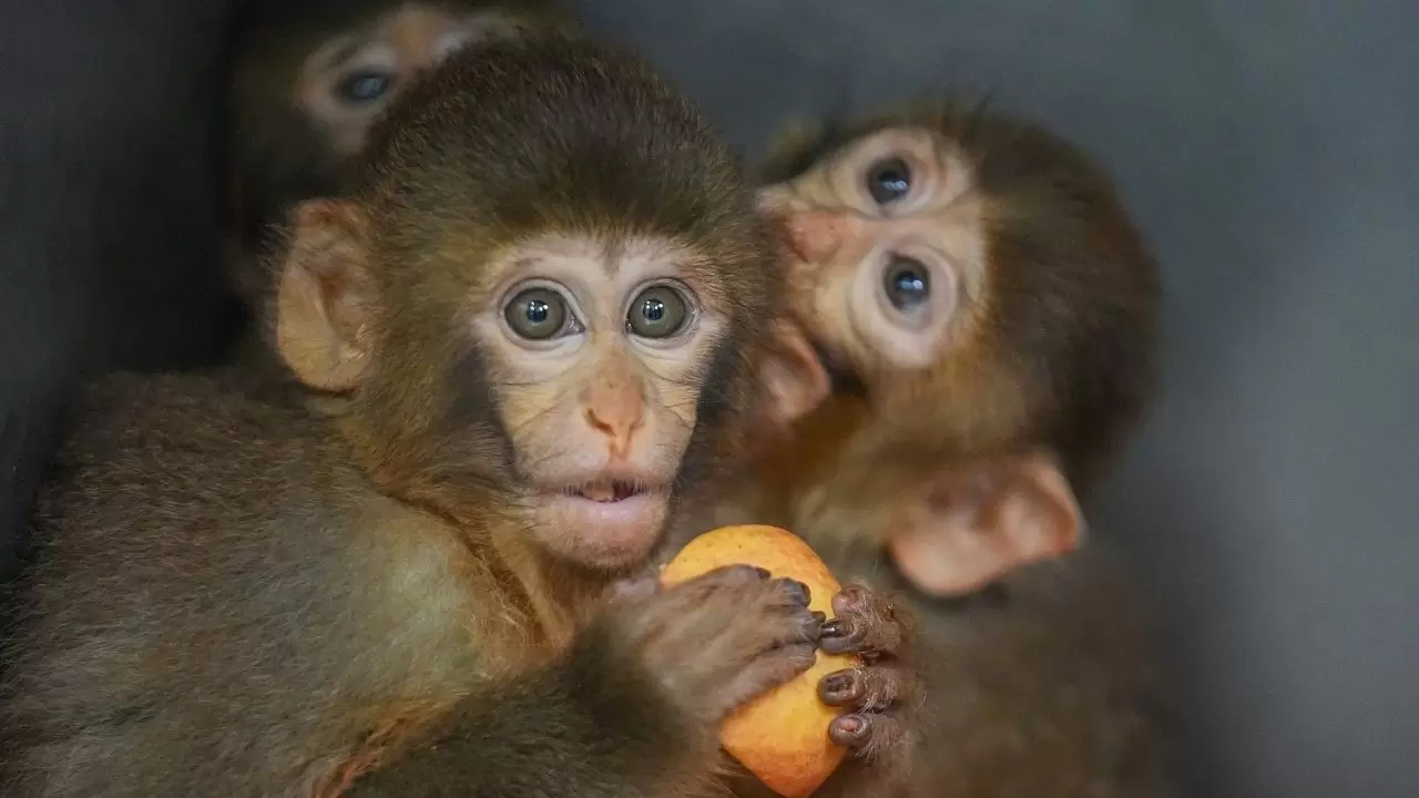 Yavru makaklar 7/24 koruma altında! 5