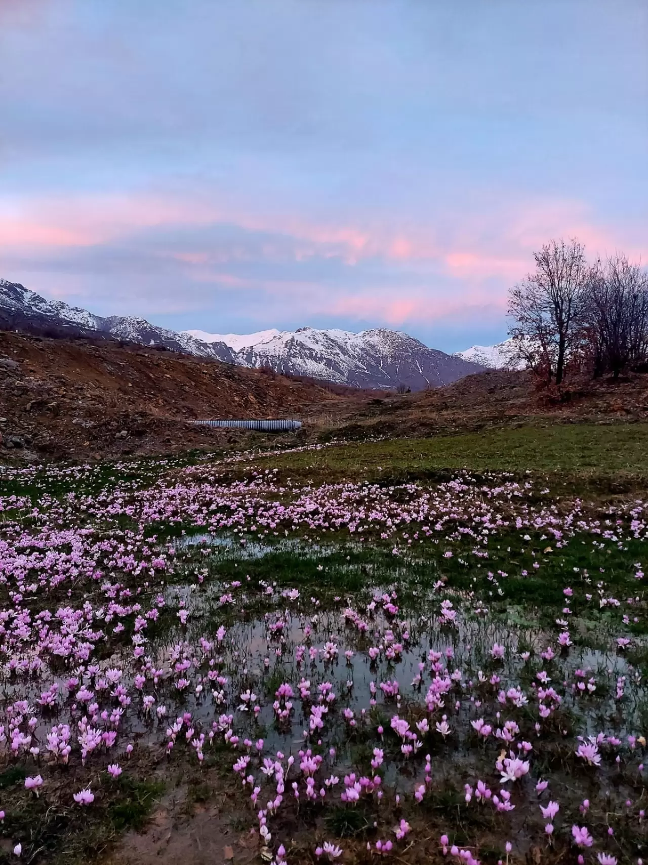 Elazığ'da renk cümbüşü! Çiğdemler erken açtı 3