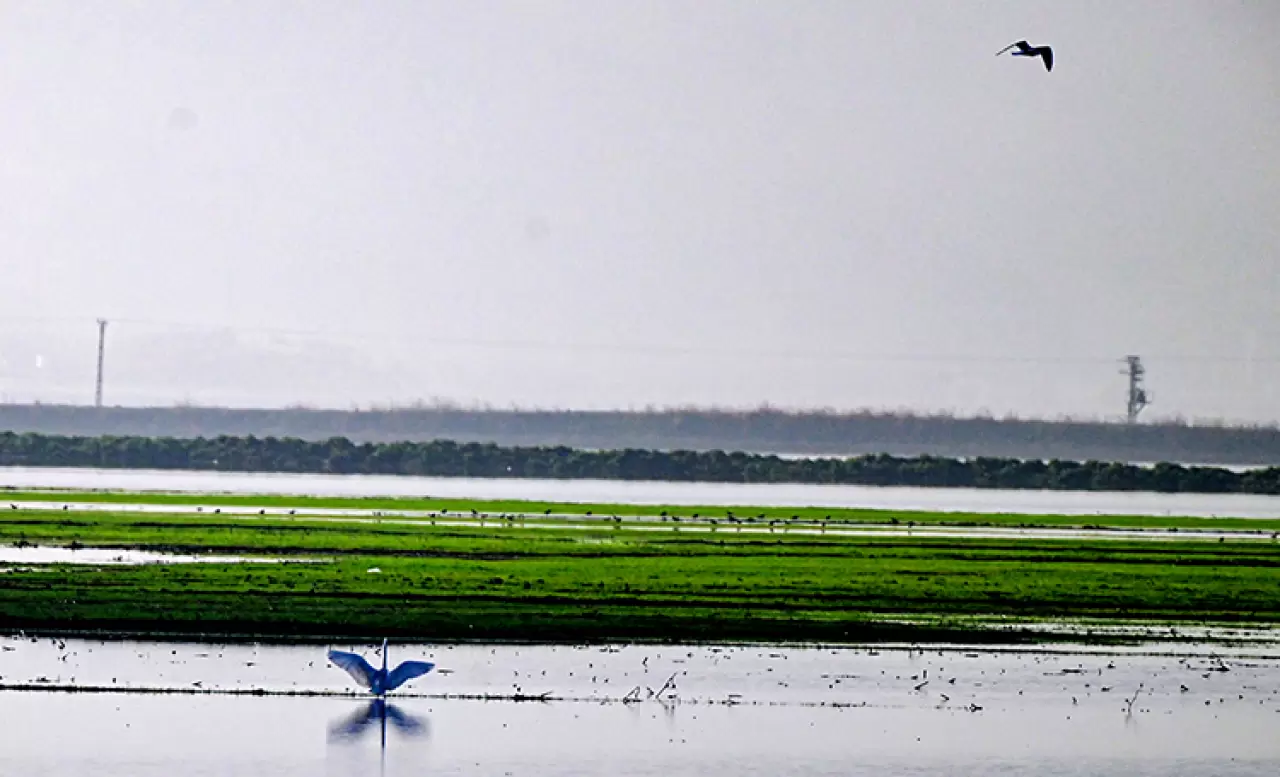 Yıllar sonra yeniden hayat buldu! Sağlık Ovası kuşların yuvası oldu 1