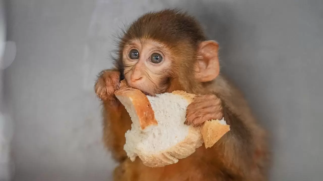 Yavru makaklar 7/24 koruma altında! 7