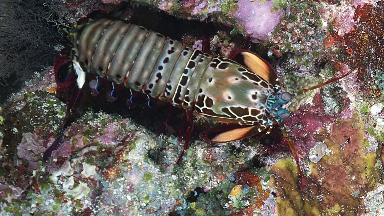Mercan resifleri sıcaklıklar nedeniyle beyazlaşıyor! 9