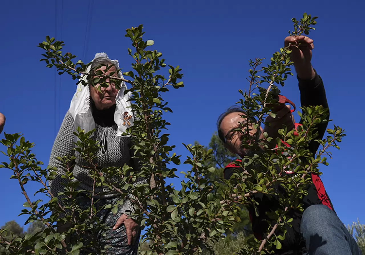 Birlik oldular, yeniden diktiler! İzmirli kadınlar kaybolan mirası yeniden yeşerttiler 3