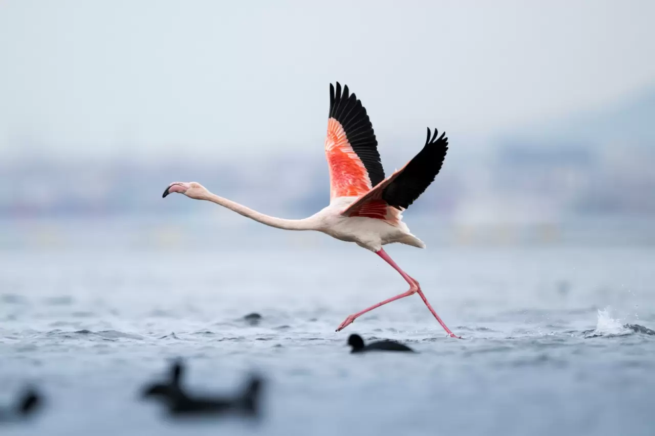 Kocaeli Körfezi'nde renkli anlar! Flamingolar görüntülendi 3