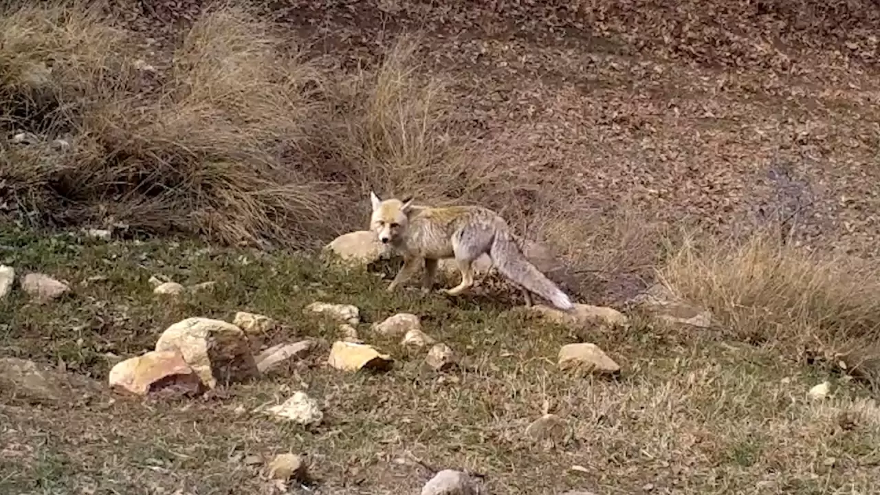 Kırıkkale'deki fotokapanlar, nesli tehlikede olan vaşağı görüntüledi 3