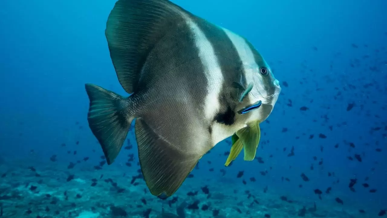 Mercan resifleri sıcaklıklar nedeniyle beyazlaşıyor! 2