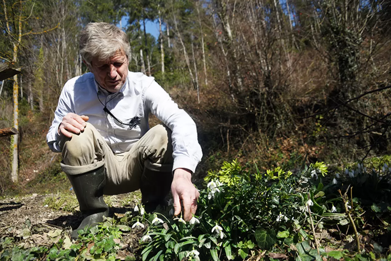 Küre Dağları'nda bahar erken geldi! Kardelenler kar görmeden yüzünü gösterdi 2