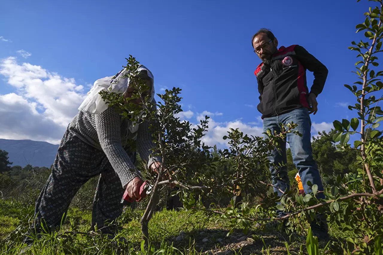 Birlik oldular, yeniden diktiler! İzmirli kadınlar kaybolan mirası yeniden yeşerttiler 1