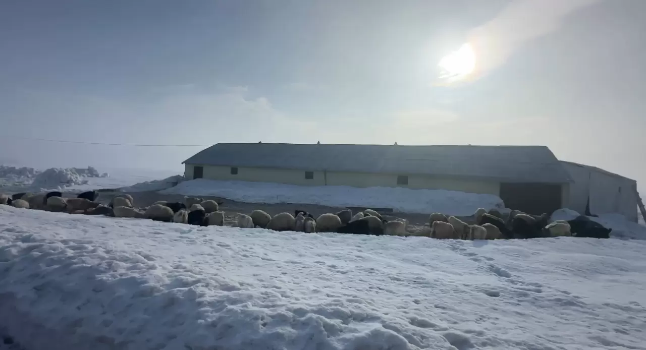 Ekipler ahır ahır gezip aşılama yapıyor! 3