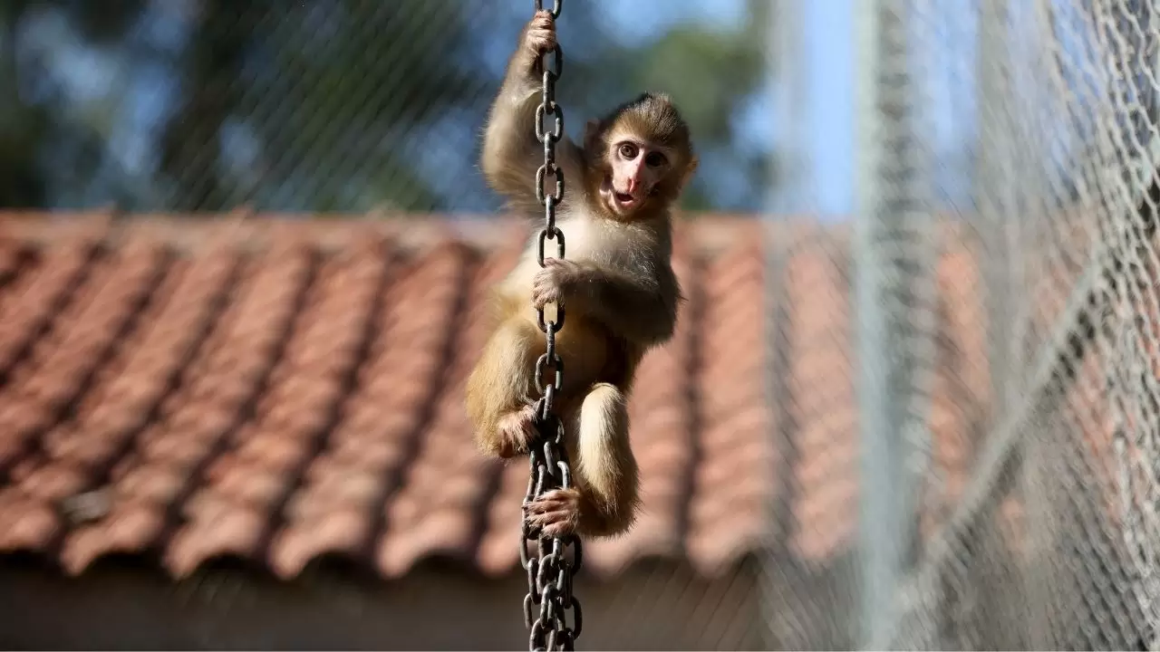 Yavru maymun "Portakal" koruma altında 15