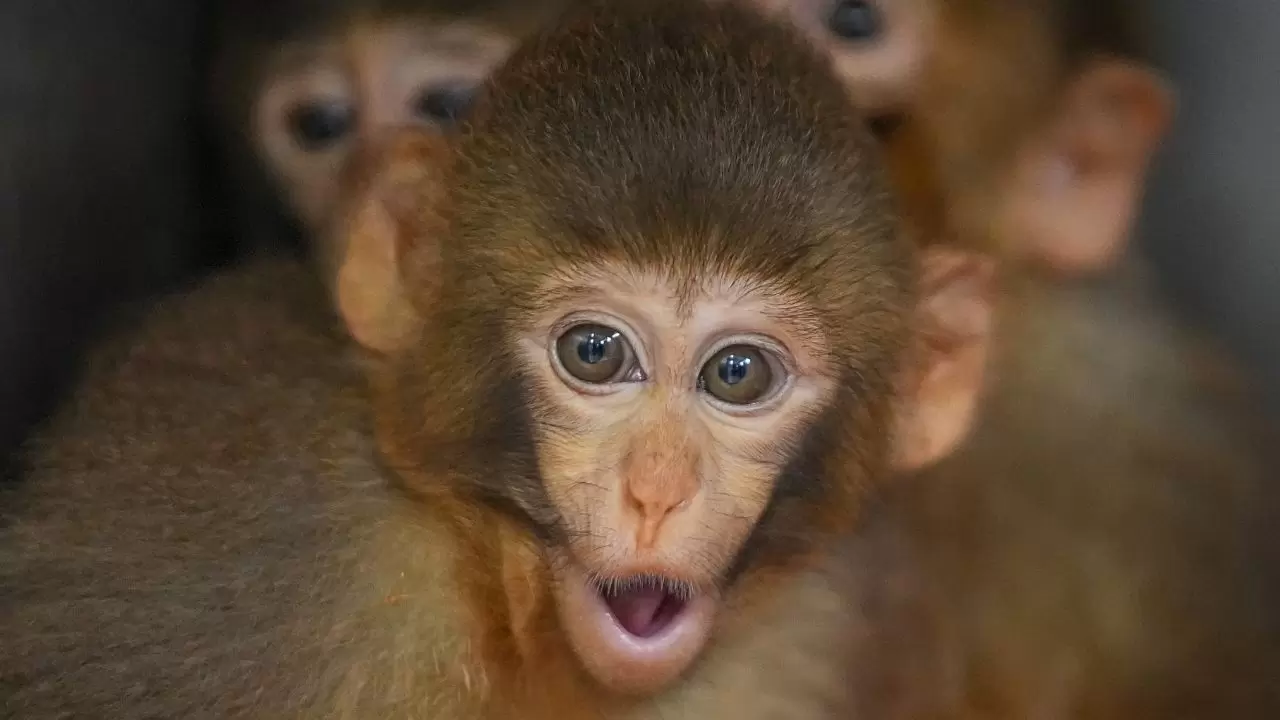 Yavru makaklar 7/24 koruma altında! 3