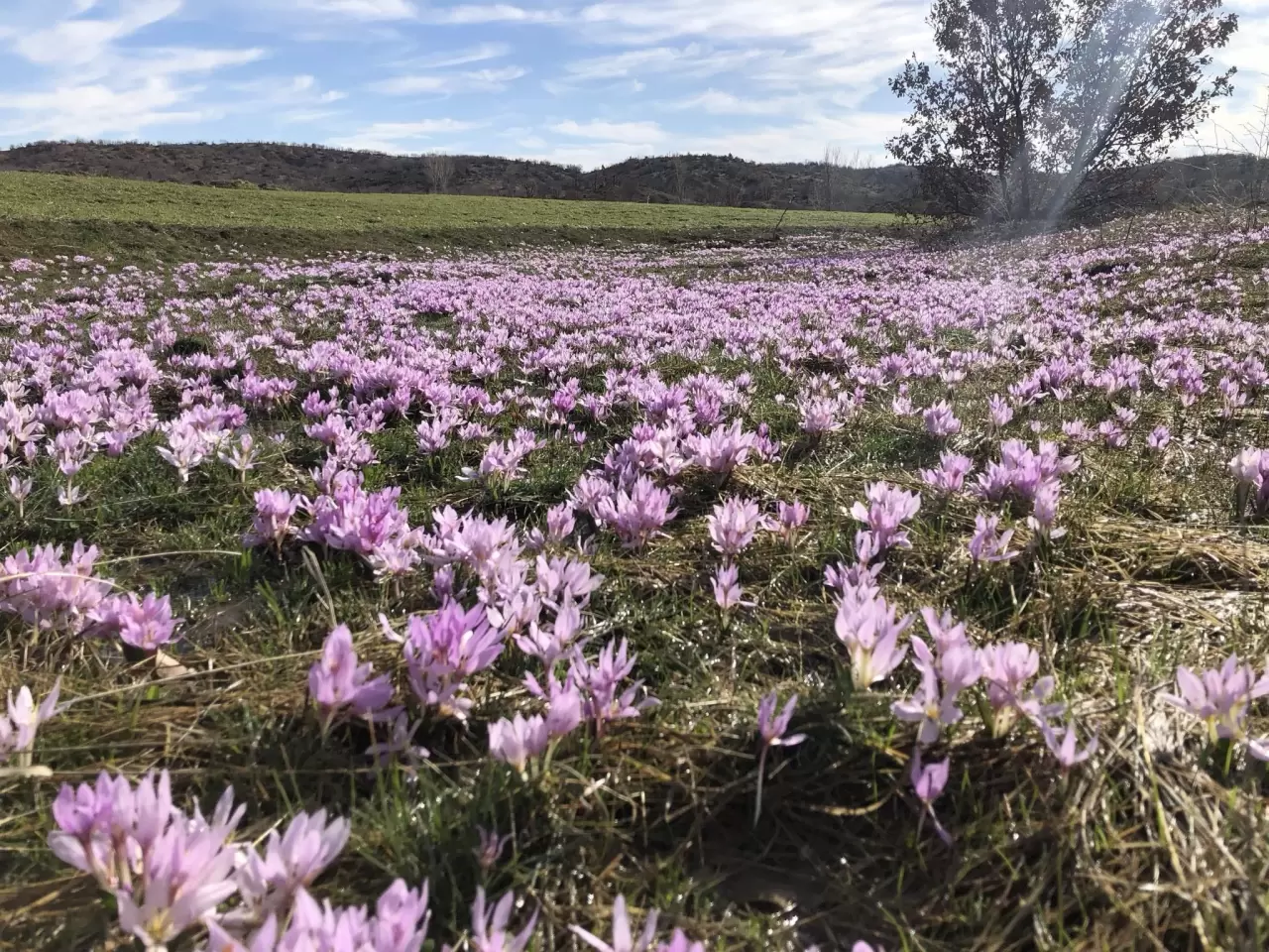 Elazığ'da renk cümbüşü! Çiğdemler erken açtı 1