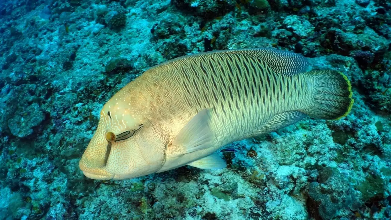 Mercan resifleri sıcaklıklar nedeniyle beyazlaşıyor! 17