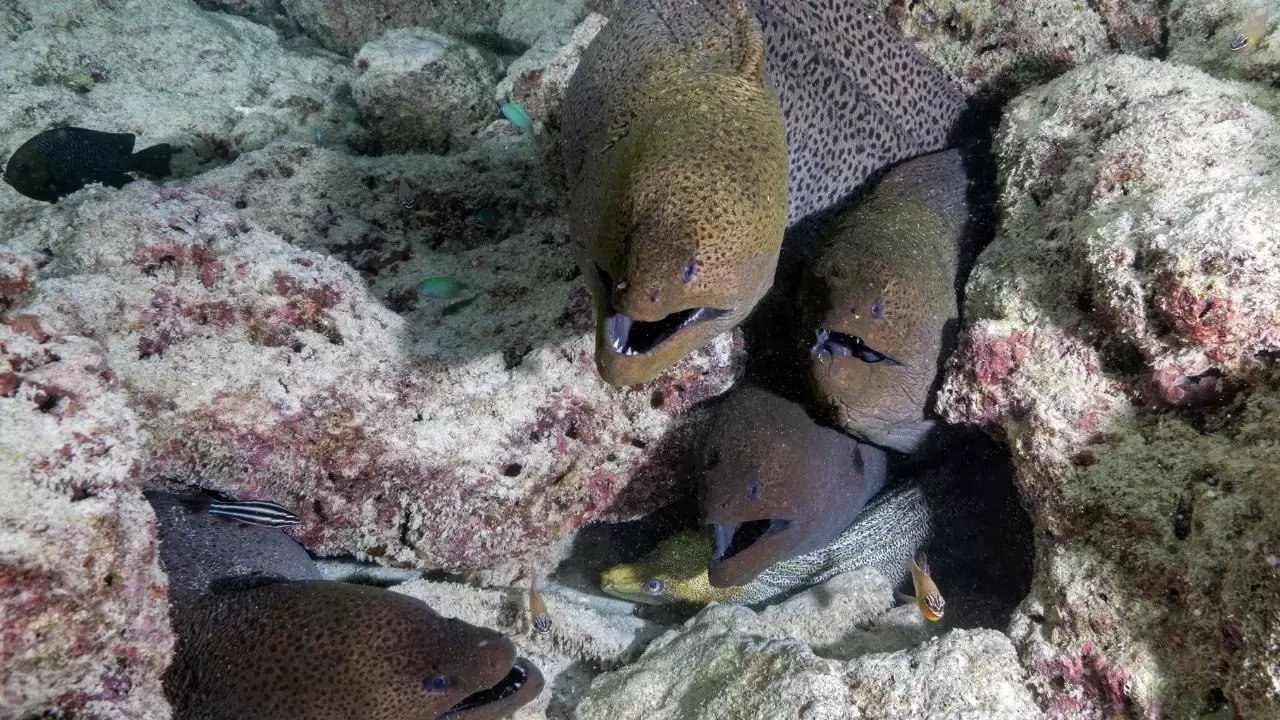 Mercan resifleri sıcaklıklar nedeniyle beyazlaşıyor! 20