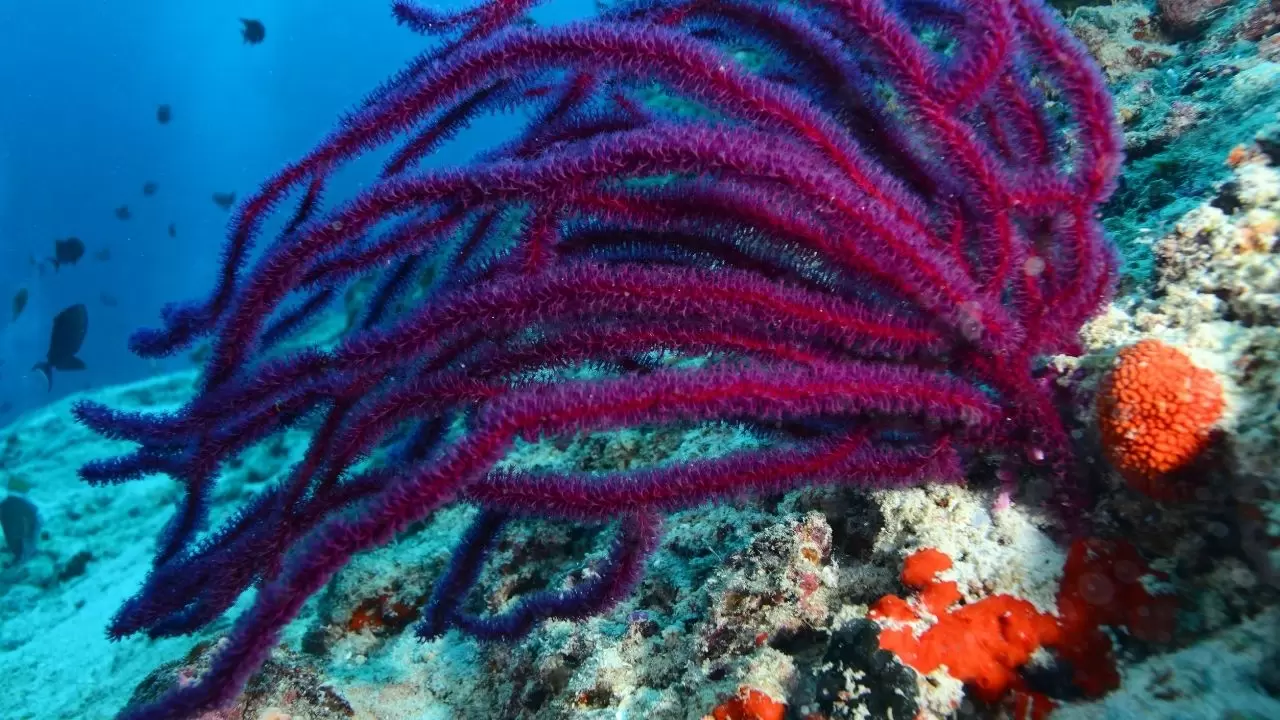 Mercan resifleri sıcaklıklar nedeniyle beyazlaşıyor! 11