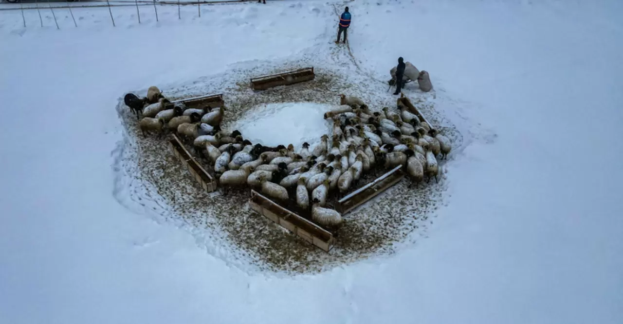 3 metre kar, dondurucu soğuk... Erzurum'da kar besiciler yaşam mücadelesi veriyor 1